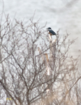 Belted Kingfisher